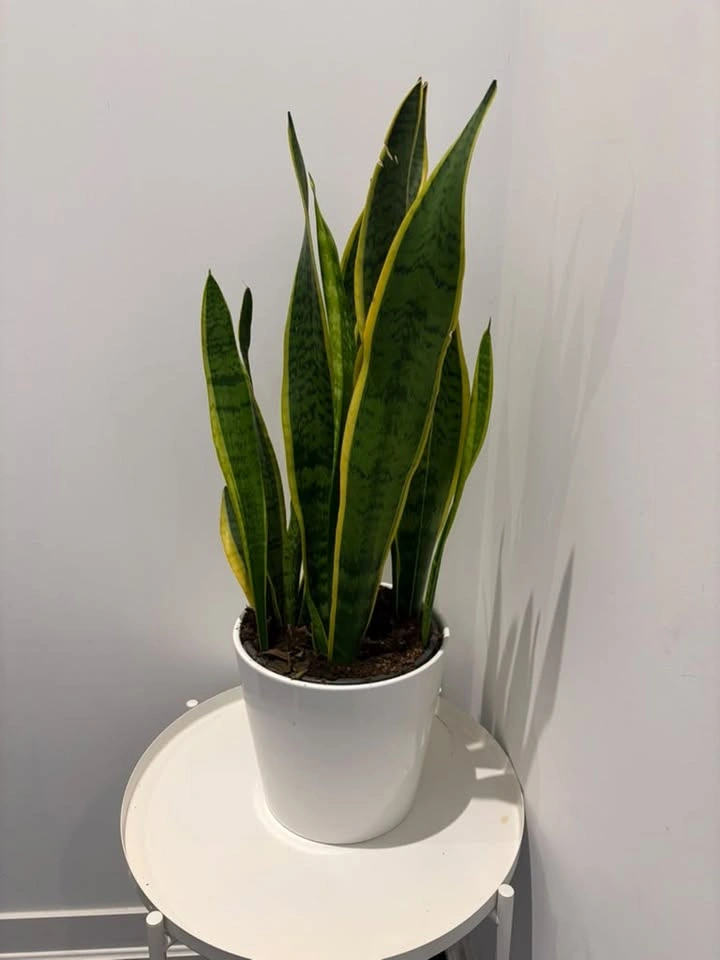 Large snake plant - photo 2