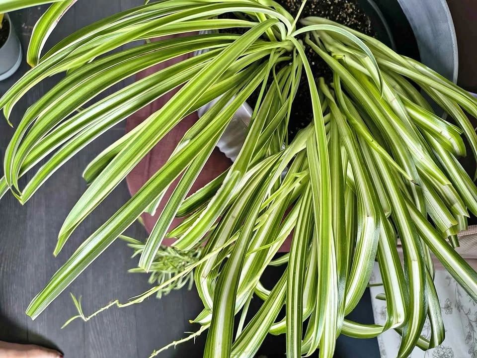 Large Variegated Spider Plant