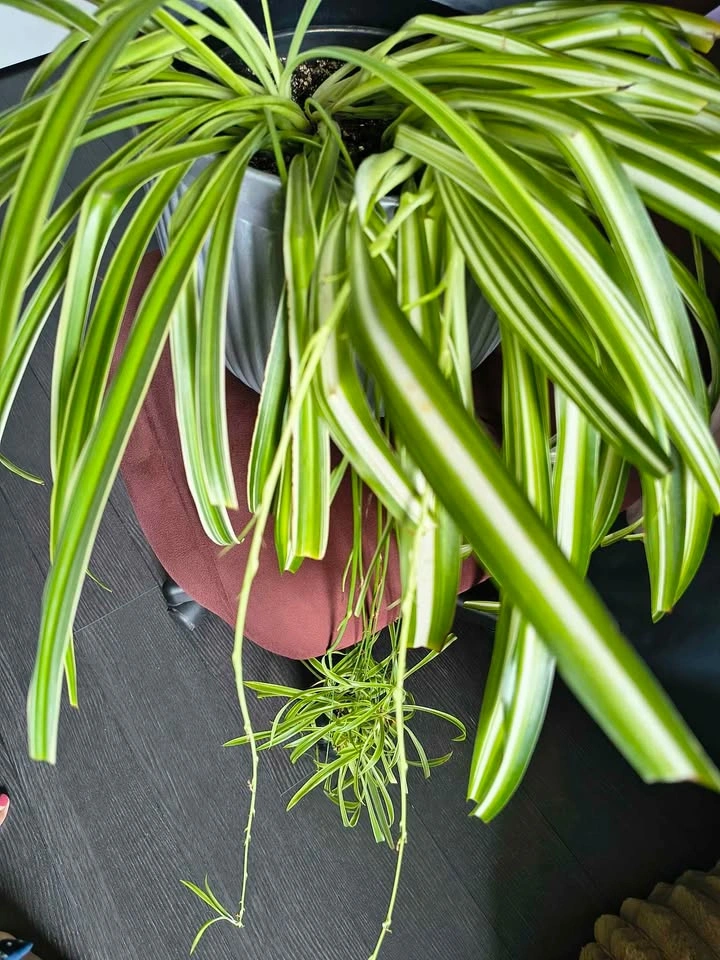 Large Variegated Spider Plant - photo 2