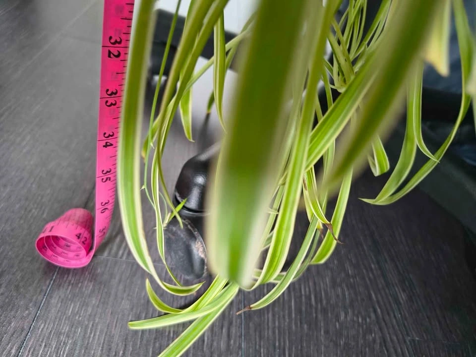 Large Variegated Spider Plant - photo 3