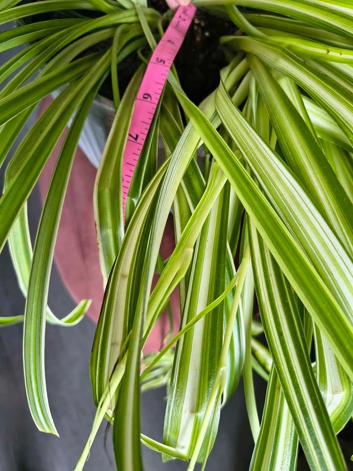 Large Variegated Spider Plant - photo 4