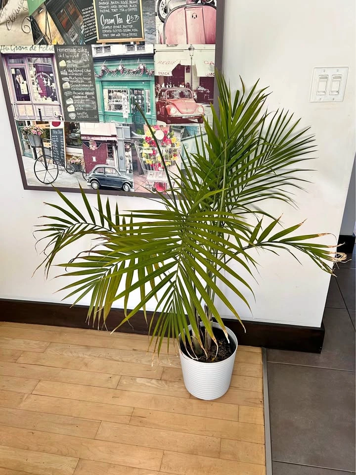 Real Majesty Palm Plant with White Pot