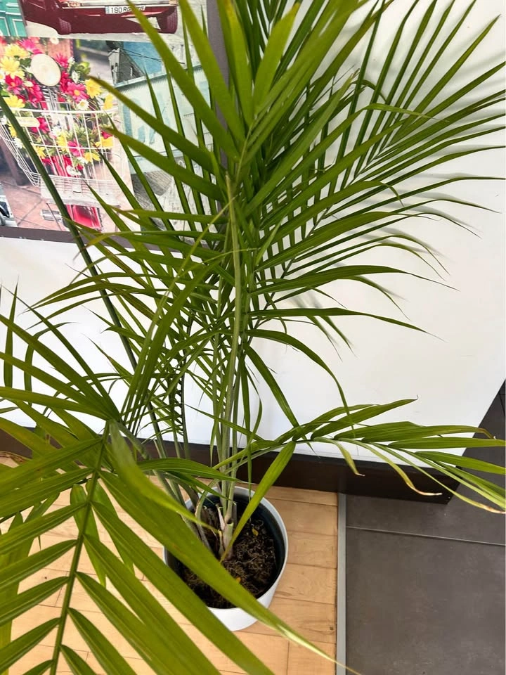Real Majesty Palm Plant with White Pot - photo 2