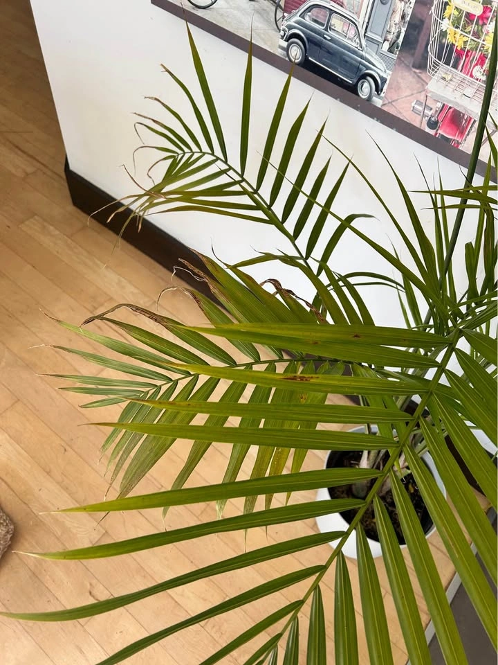 Real Majesty Palm Plant with White Pot - photo 3