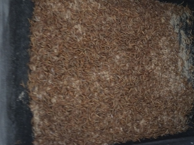 A Complete Mealworm Farm Setup - Supplies and Equipment - photo 3