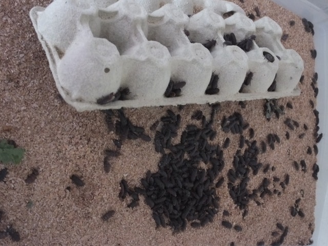 A Complete Mealworm Farm Setup - Supplies and Equipment - photo 4