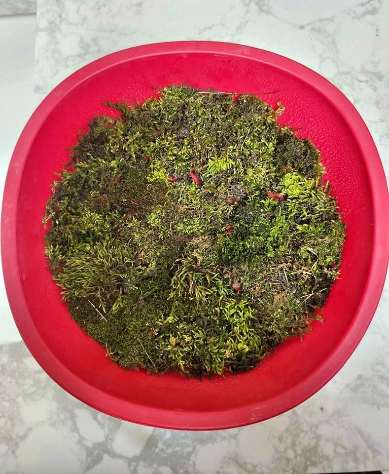 Live Terrarium Moss Mix