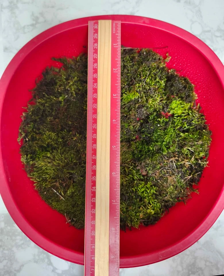 Live Terrarium Moss Mix - photo 2