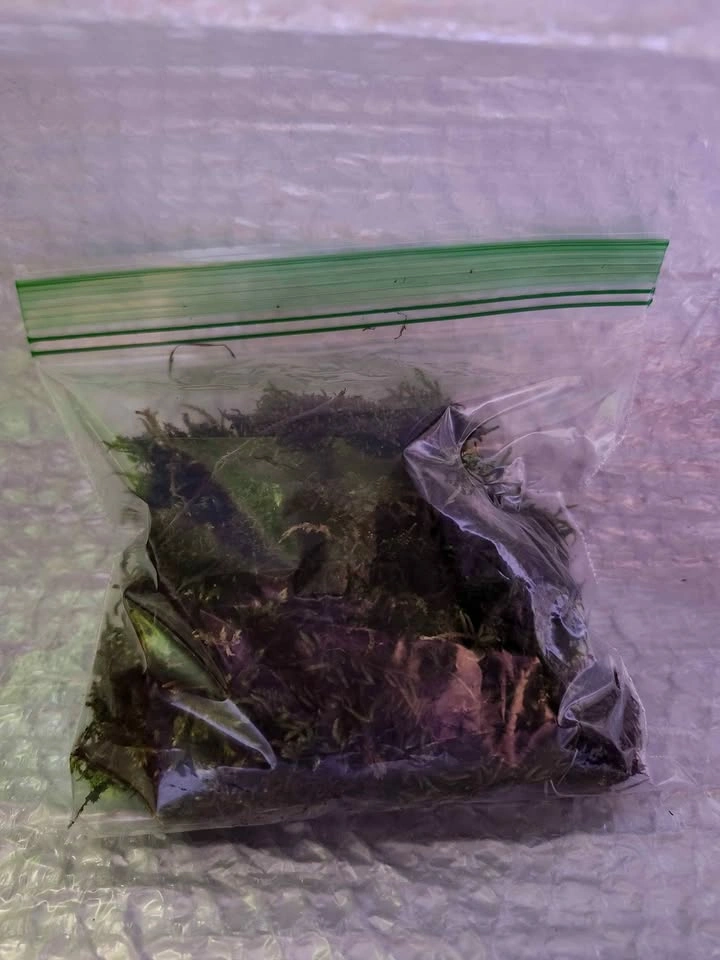 Live Terrarium Moss Mix - photo 3