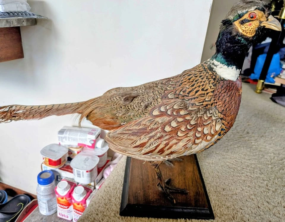 Preserved Ring-necked Pheasant