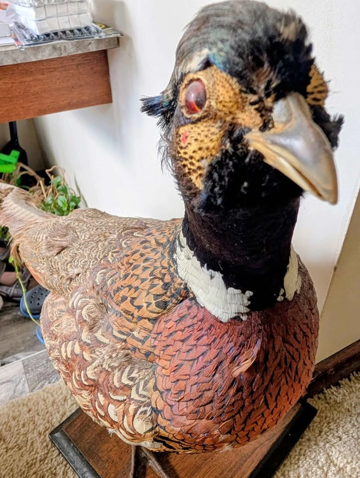 Preserved Ring-necked Pheasant - photo 2