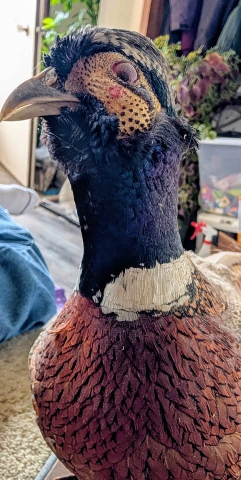 Preserved Ring-necked Pheasant - photo 3