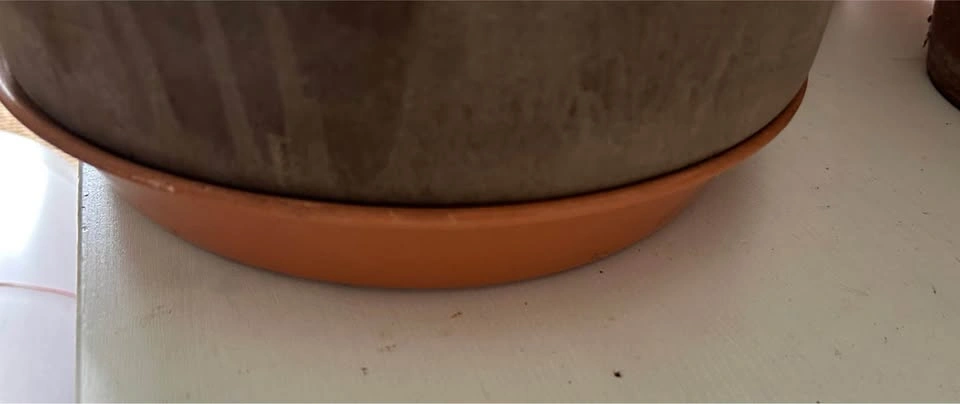 Terracotta 10.5x8“ Cylinder Planter with Plastic Saucer - photo 2