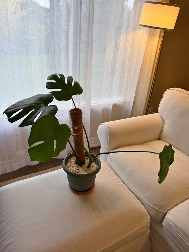 Healthy Monstera Deliciosa with Pot 🌱