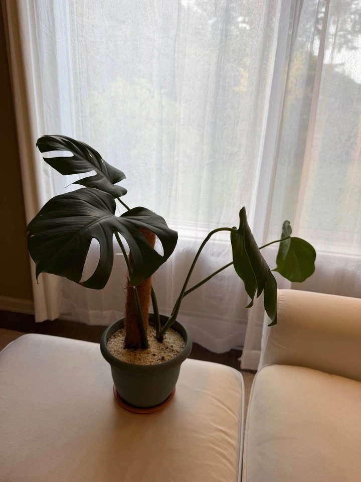 Healthy Monstera Deliciosa with Pot 🌱 - photo 2