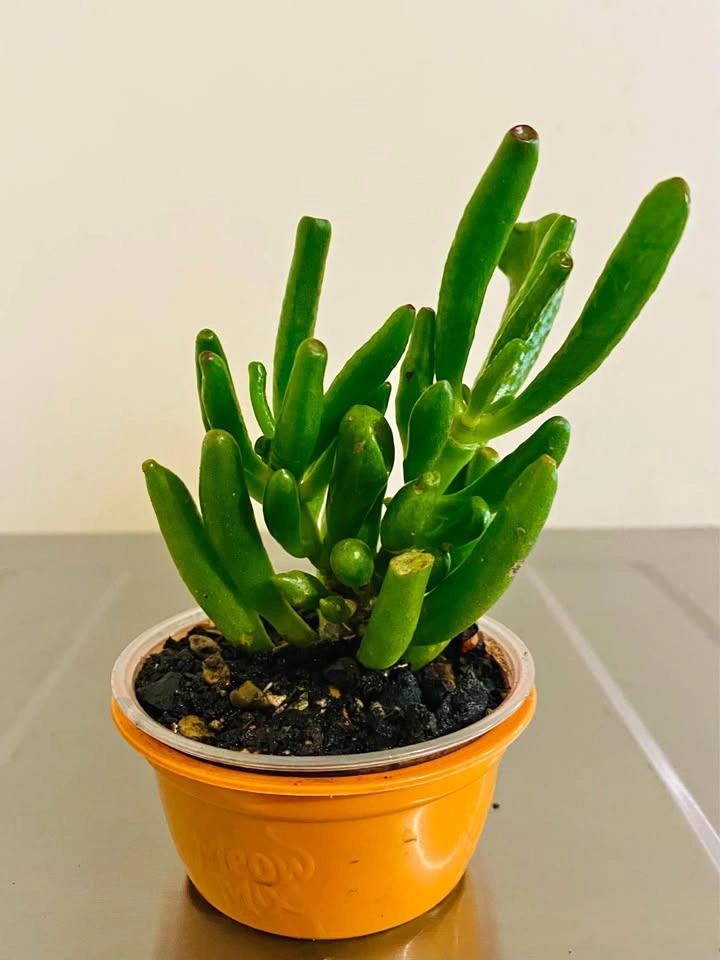 Gollum jade, or ET Finger jade, in 3.5” tub
