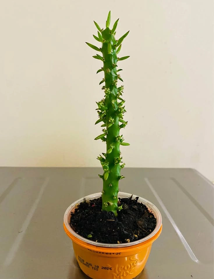 Eve’s Pin, over 10” tall