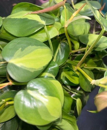 Brasil Philodendron Rooted Cutting