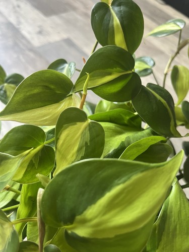 Brasil Philodendron Rooted Cutting - photo 2