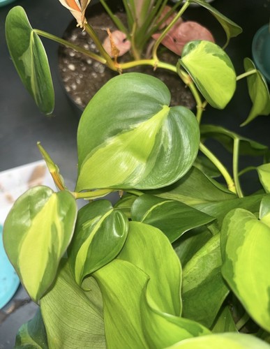 Brasil Philodendron Rooted Cutting - photo 3