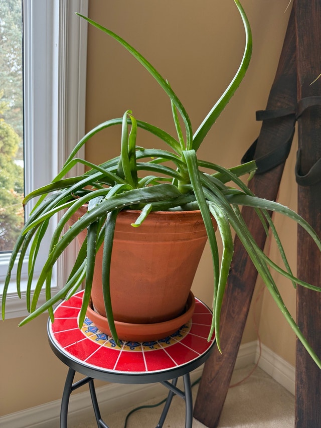 Variety of large house plants