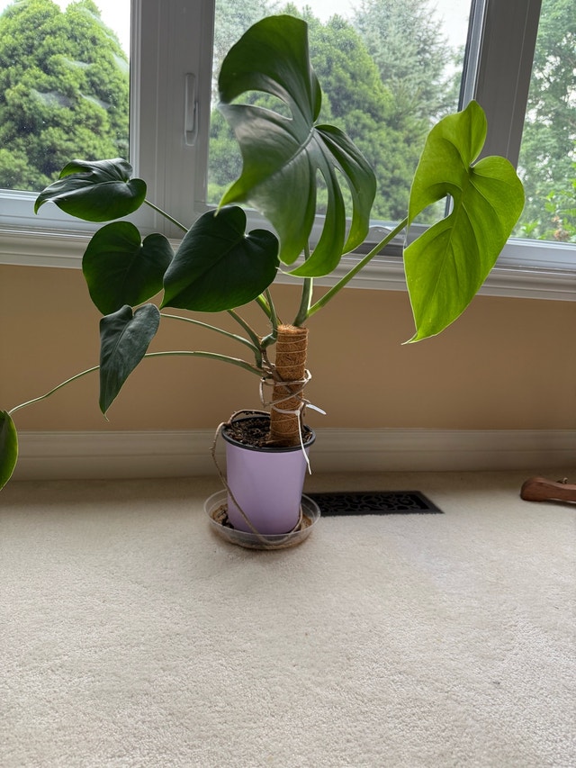 Monstera Deliciosa Plant