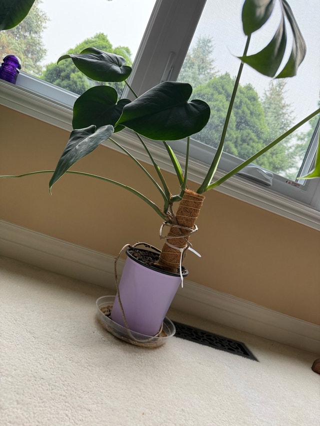 Monstera Deliciosa Plant - photo 2