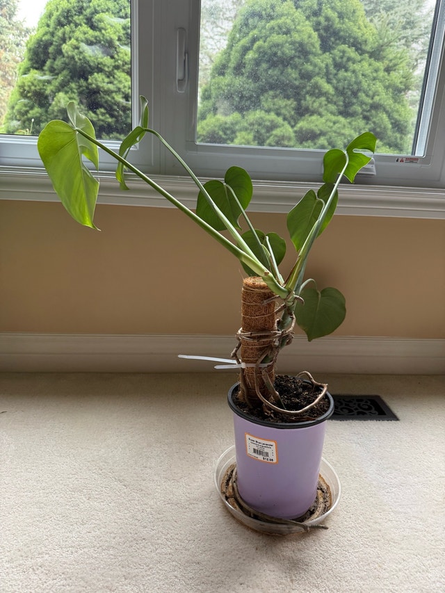 Monstera Deliciosa Plant - photo 3