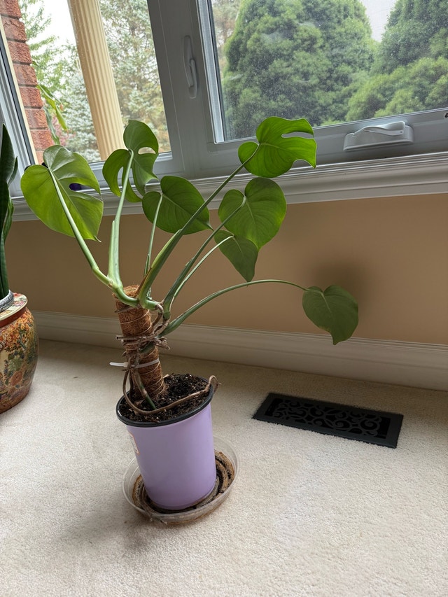 Monstera Deliciosa Plant - photo 4