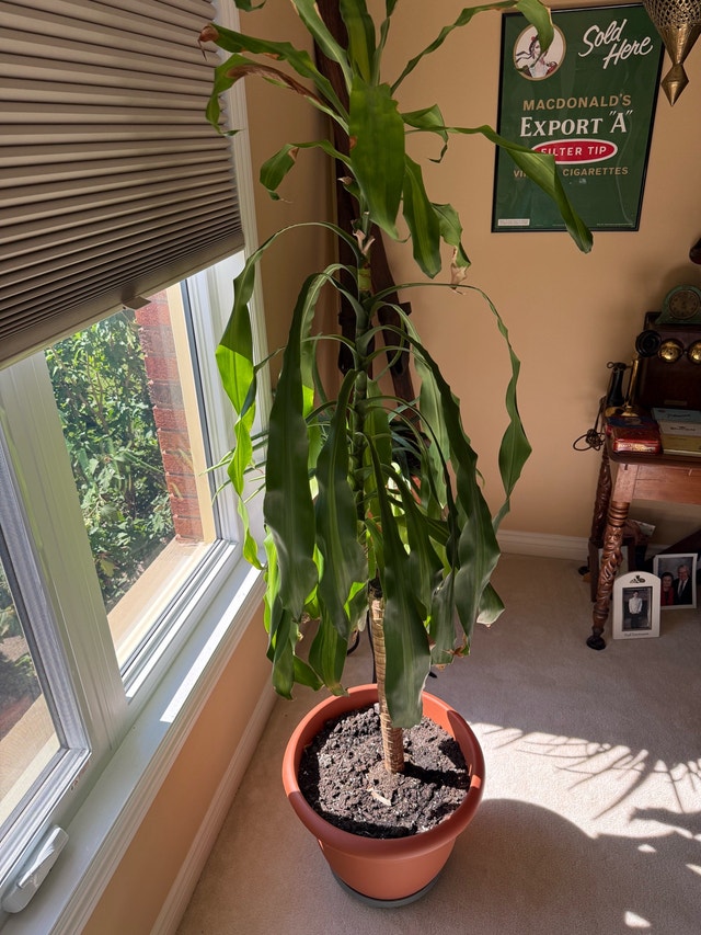 Dracaena Massangeana