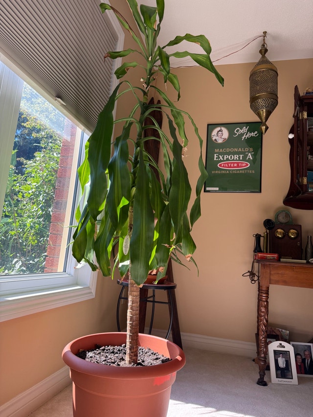 Dracaena Massangeana - photo 2