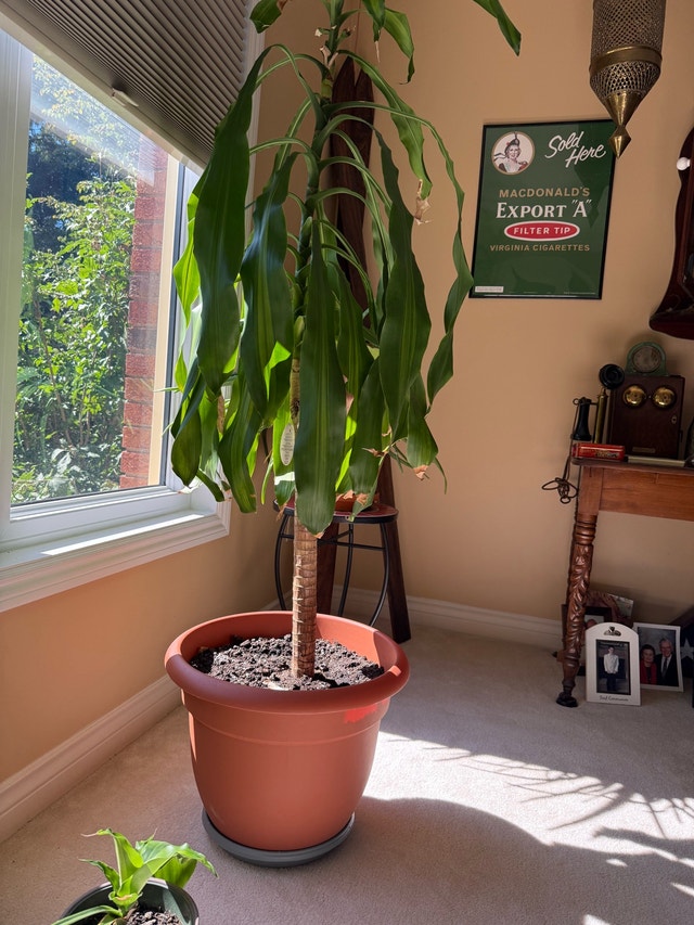 Dracaena Massangeana - photo 3