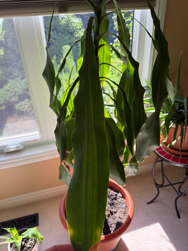 Dracaena Massangeana - photo 4