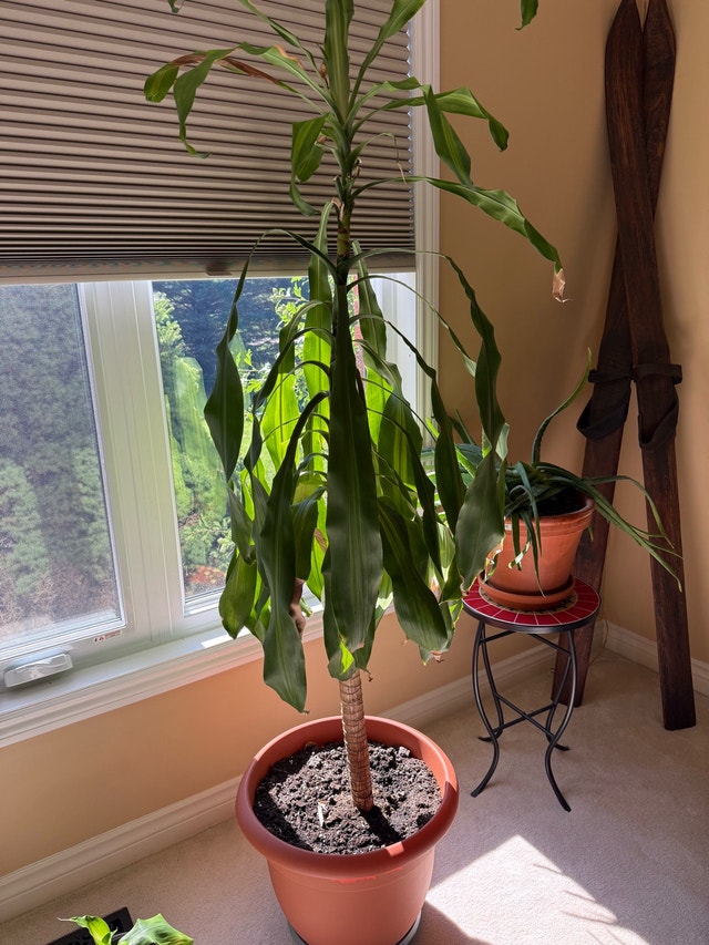 Dracaena Massangeana - photo 5