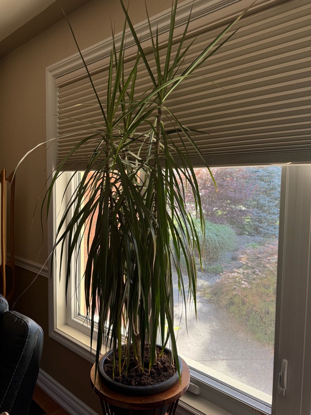Dracaena Marginata Plant