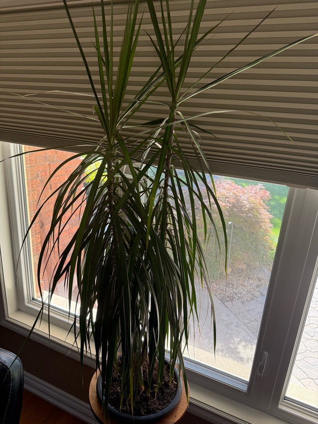Dracaena Marginata Plant - photo 2