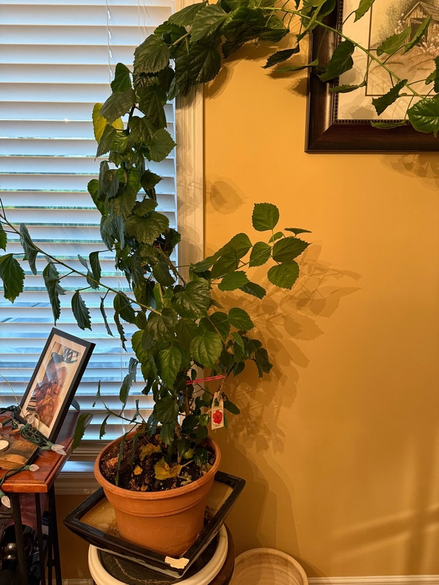 Hibiscus plant