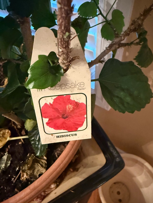 Hibiscus plant - photo 2