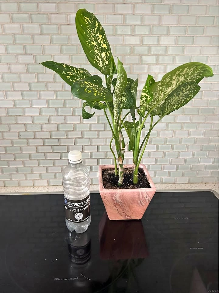 Dieffenbachia Plant in Pink Marbled Pot
