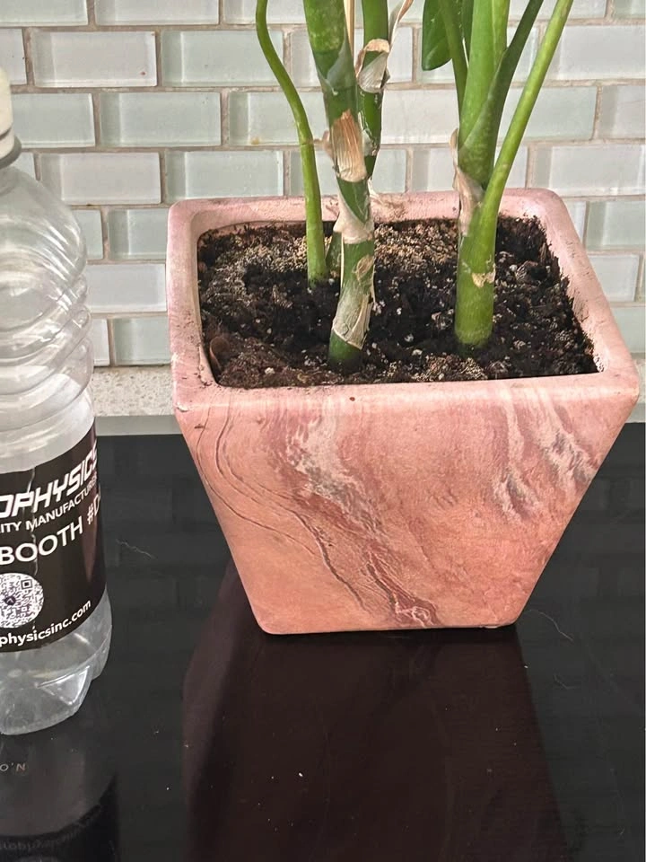 Dieffenbachia Plant in Pink Marbled Pot - photo 2