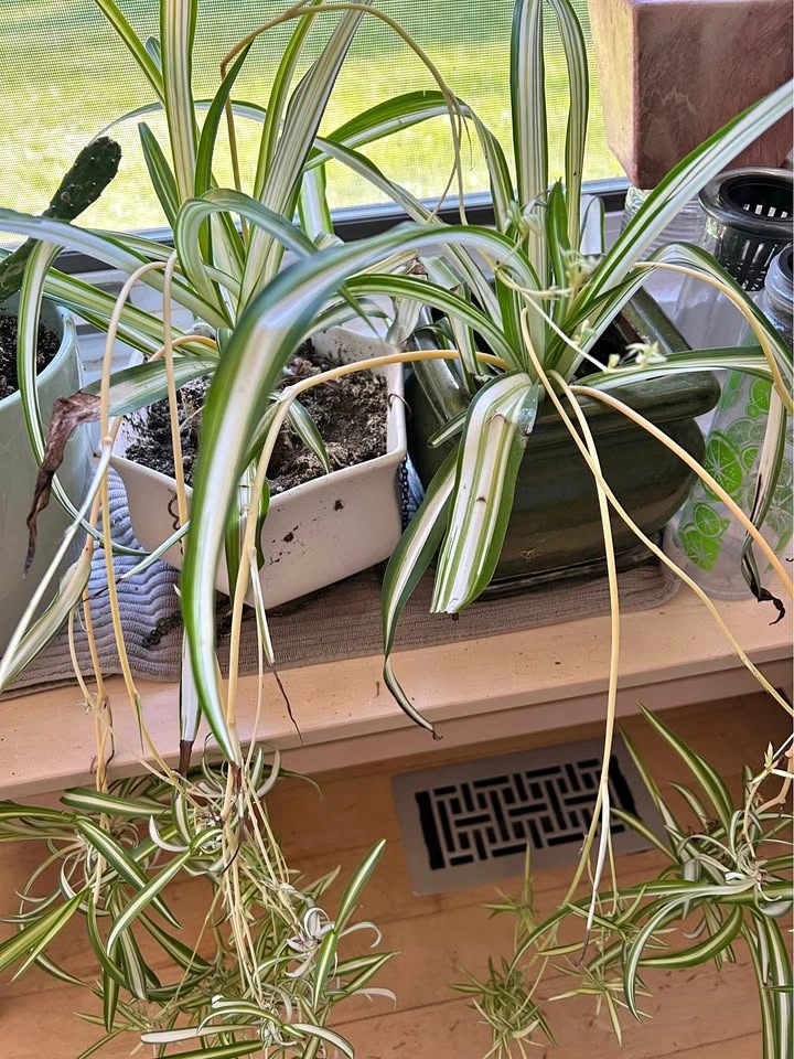 $8 each Variegated Spider Plants in Ceramic Pots