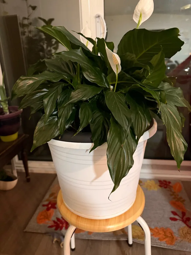 Peace Lily thumbnail