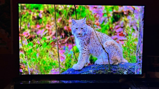 LG 50QNED80URA - 50” QNED TV - photo 3