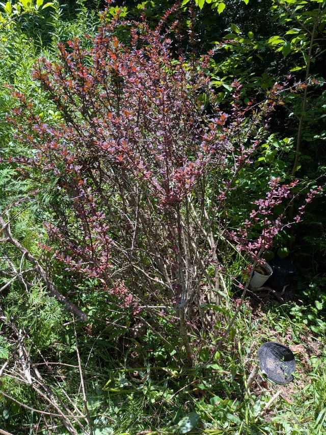 5 Foot Tall Red Barberry Shrub