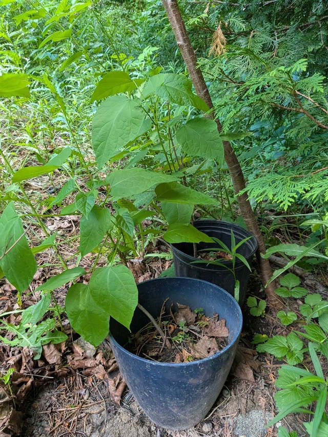 Baby Catalpa Tree