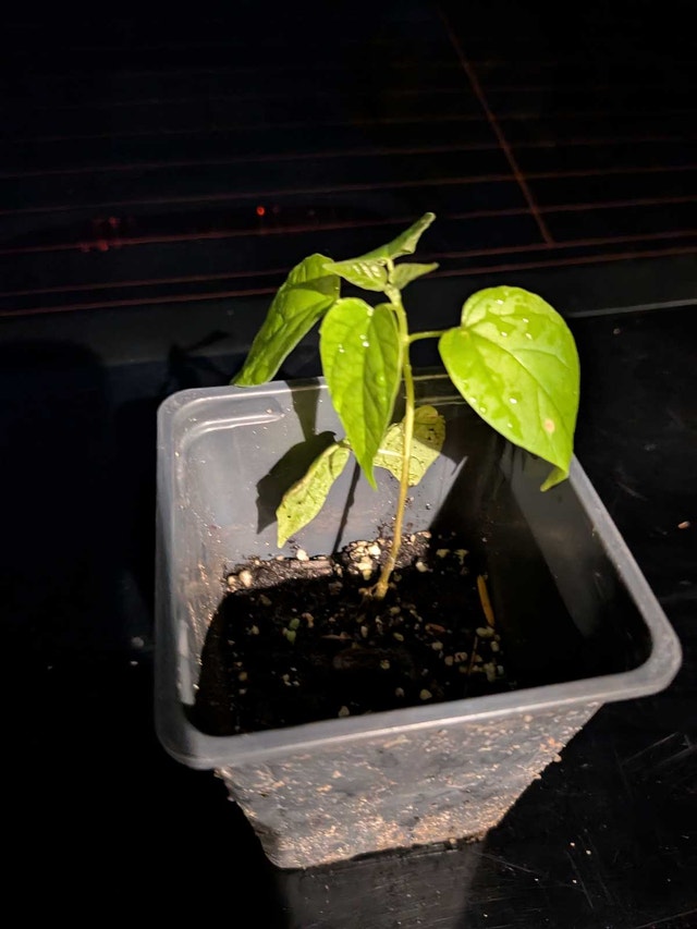 Baby Catalpa Tree - photo 2