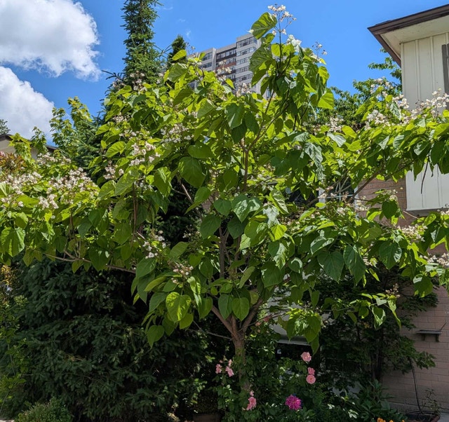 Baby Catalpa Tree - photo 3