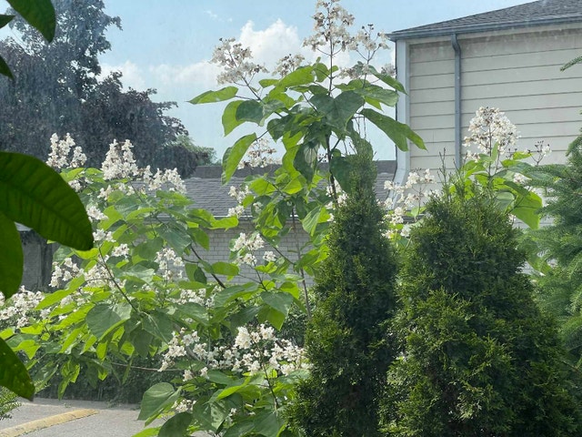 Baby Catalpa Tree - photo 4