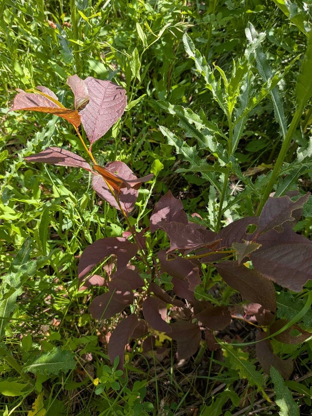 Purple Sandcherry