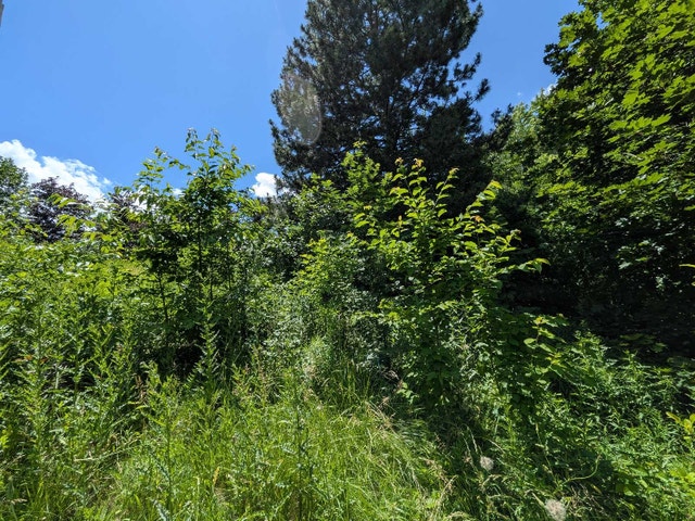 Young Adult Cherry Trees - photo 2